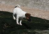 FOX TERRIER POIL LISSE 214